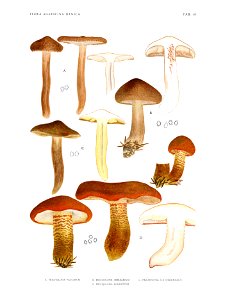 Jakob E. Lange- Flora agaricina Danica. Vol. 1- TAB. 18