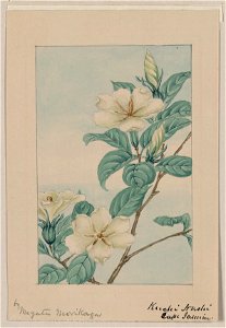 Kuchi nashi - cape jasmine - by Megata Morikaga. LCCN2009630239