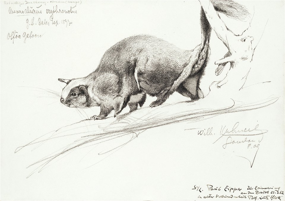 Kuhnert Wilhelm - Dornschwanzhörnchen