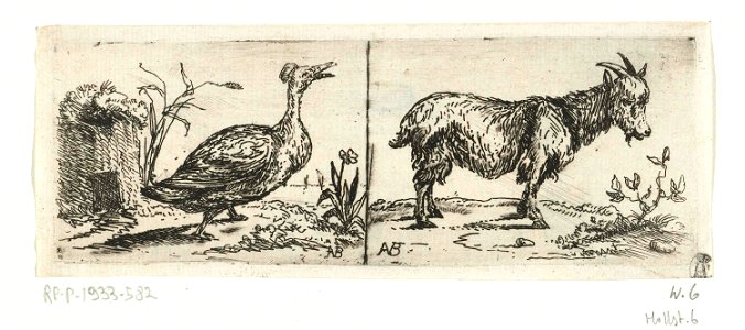 Kuifeend en geitebok