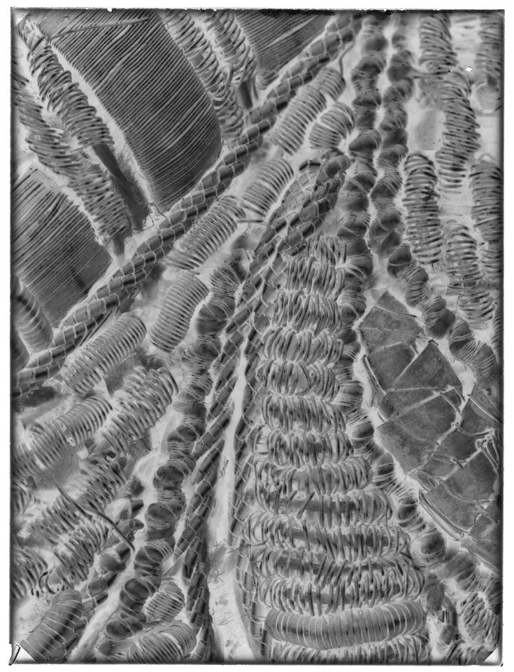 Kröningshimmel - Livrustkammaren - 42979-negative