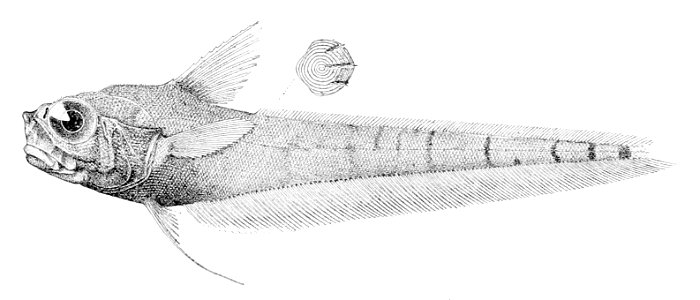 Kumba hebetata