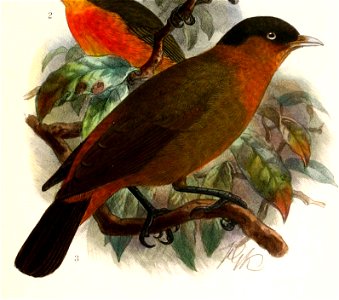 Kupeornis rufocinctus 1909