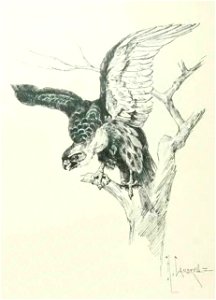 Kutepov's hunting V.1 - page 055 detail