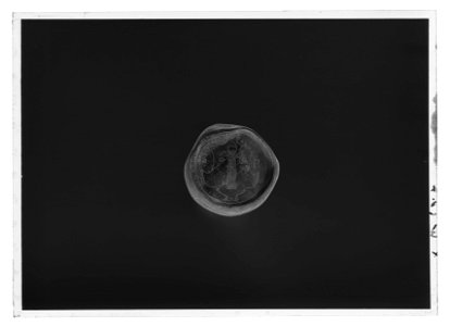 Käpp av kanelträ med förgyllda silverbeslag med Vasavapnet, ca 1540-1560 - Livrustkammaren - 1057-negative