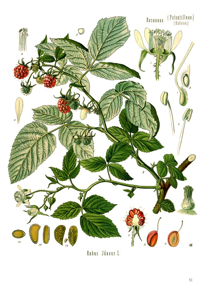 Köhler’s Medizinal-Pflanzen in naturgetreuen Abbildungen mit kurz erläuterndem Texte (Plate 43) BHL303648 - clean