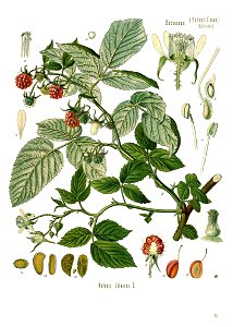 Köhler’s Medizinal-Pflanzen in naturgetreuen Abbildungen mit kurz erläuterndem Texte (Plate 43) BHL303648 - clean