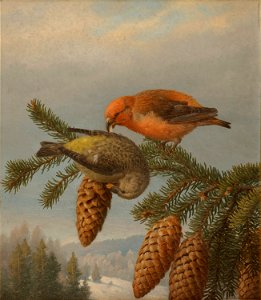 Käpylinnut, Painting by Ferdinand von Wright