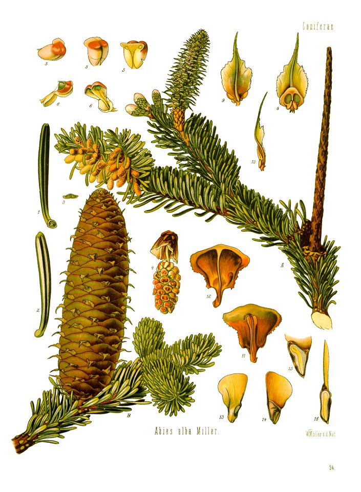 Köhler’s Medizinal-Pflanzen in naturgetreuen Abbildungen mit kurz erläuterndem Texte (Plate 54) BHL303670 - clean
