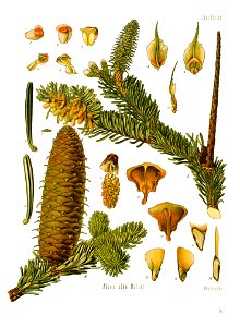 Köhler’s Medizinal-Pflanzen in naturgetreuen Abbildungen mit kurz erläuterndem Texte (Plate 54) BHL303670 - clean