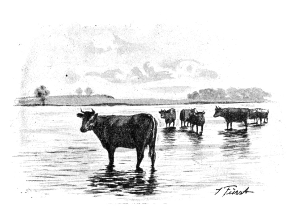 Kühe an der Schlei 01