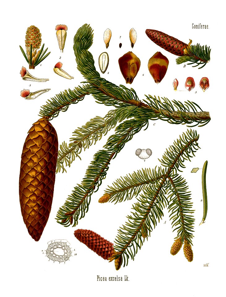 Köhler’s Medizinal-Pflanzen in naturgetreuen Abbildungen mit kurz erläuterndem Texte (Plate 8) - clean
