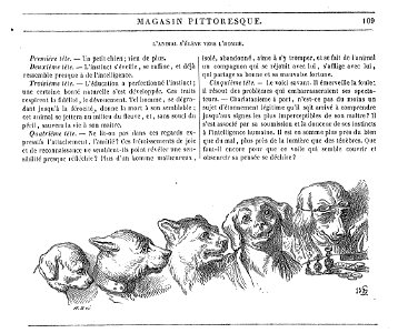 L'animal s'élève vers l'homme