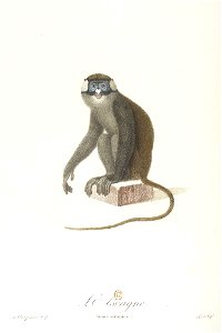 L'ascagne