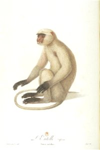 L'entelle