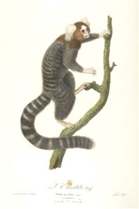 L'ouistiti