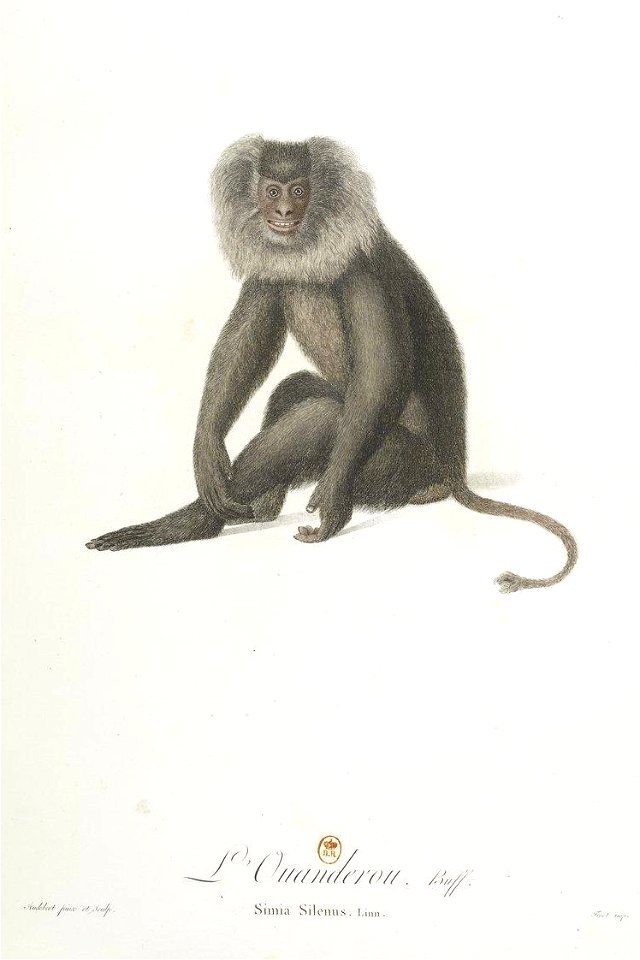 L'ouandérou