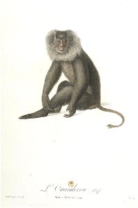 L'ouandérou