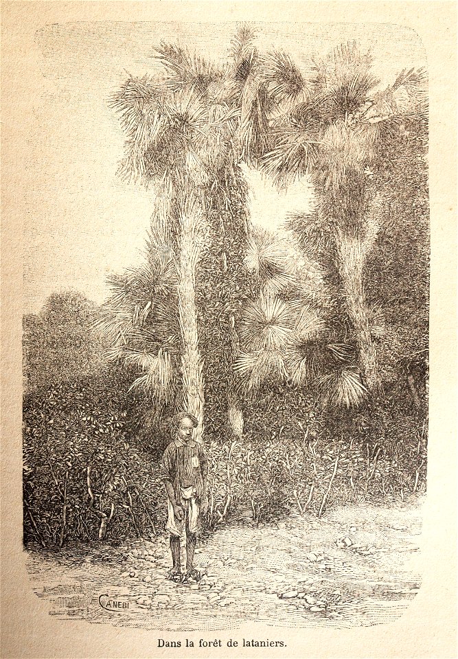 L.Girod-Dix Ans de Haut-Tonkin-1899-forêt de lataniers