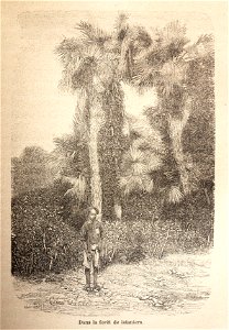 L.Girod-Dix Ans de Haut-Tonkin-1899-forêt de lataniers