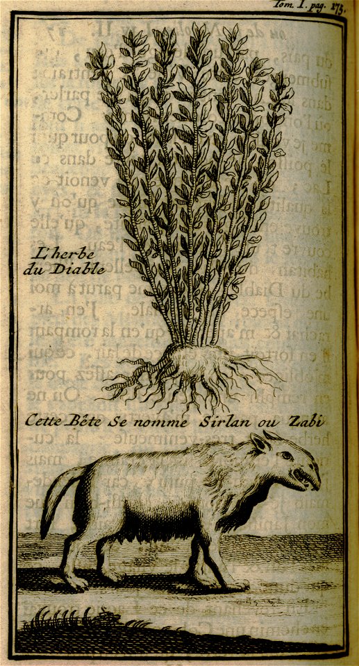 L'herbe du Diable – Cette bête se nomme Sirlan ou Zabi - Lucas Paul - 1720