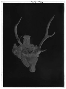 Jakttrofé med kronhjortshorn, monterat på skulpterat hjorthuvud av trä, 1700-tal - Livrustkammaren - 60938-negative. Free illustration for personal and commercial use.