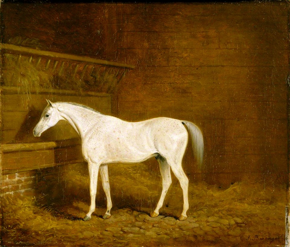 James Barenger (1780-1831) - A Grey Racehorse in a Stable - 631090 - National Trust