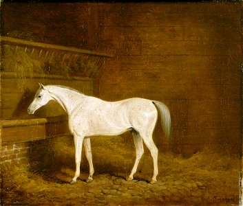 James Barenger (1780-1831) - A Grey Racehorse in a Stable - 631090 - National Trust