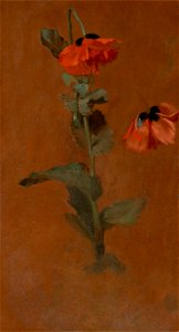 James Inskipp - Study of Poppies - Google Art Project