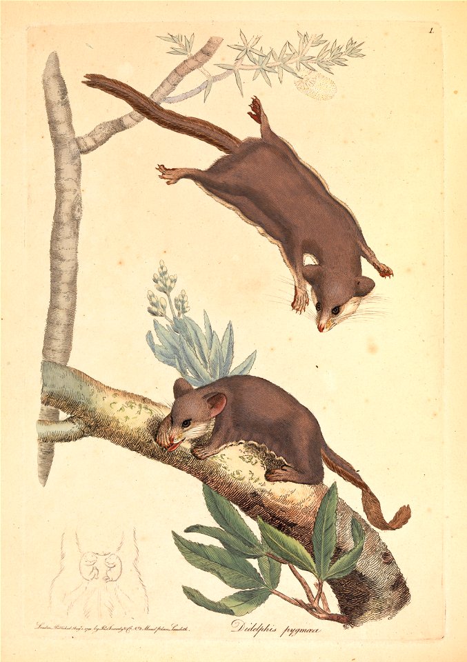 James Sowerby - Pygmy Opossum, Didelphis pygmaeus - Google Art Project