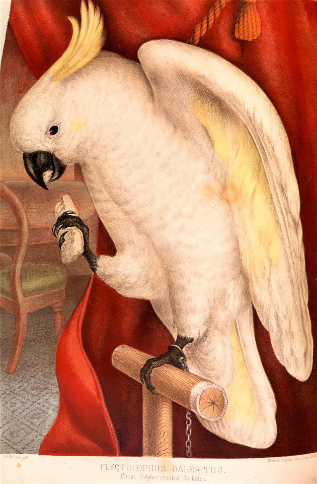 James Whitley Sayer - Great Sulphur-Crested Cockatoo, Plyctolophus galeritus - Google Art Project