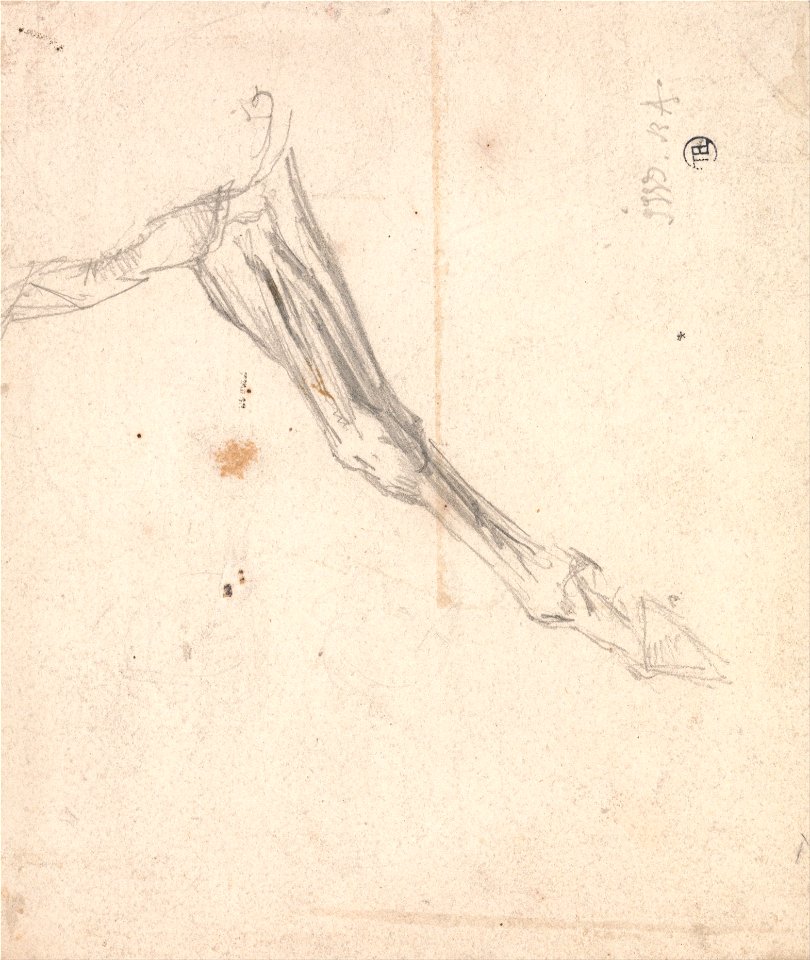 James Ward - Horse's Foreleg- Possibly a Study for L'Amour de Cheval, Dated 1827, in the Tate Gallery - Google Art Project