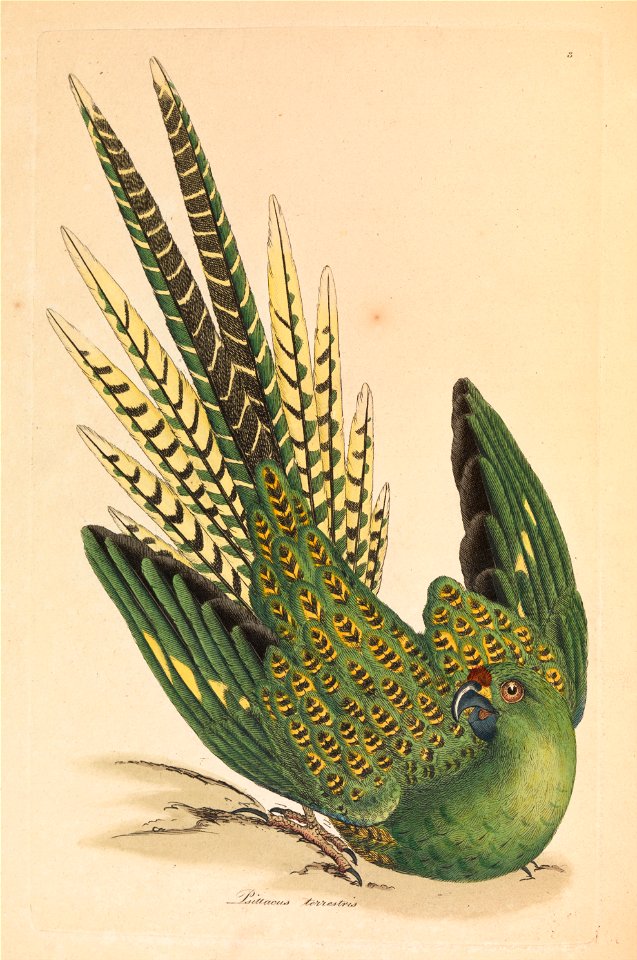 James Sowerby - Ground Parrot, Psittacus terrestris - Google Art Project