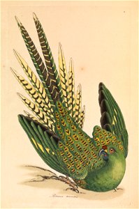 James Sowerby - Ground Parrot, Psittacus terrestris - Google Art Project