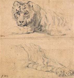 James Ward - Studies of a Tiger; above, Head and Shoulders; below, Hindquarters - Google Art Project