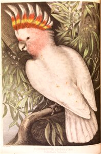 James Whitley Sayer - Leadbeaters Cockatoo, Plyctolophus leadbeateri - Google Art Project