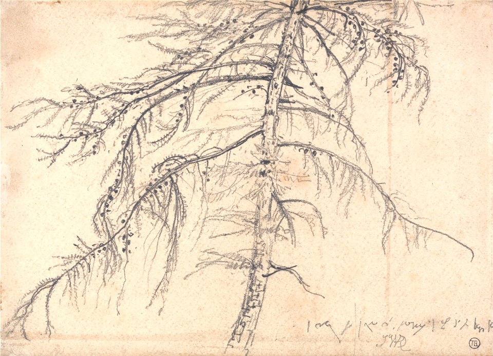 James Ward - Larch Tree - Google Art Project