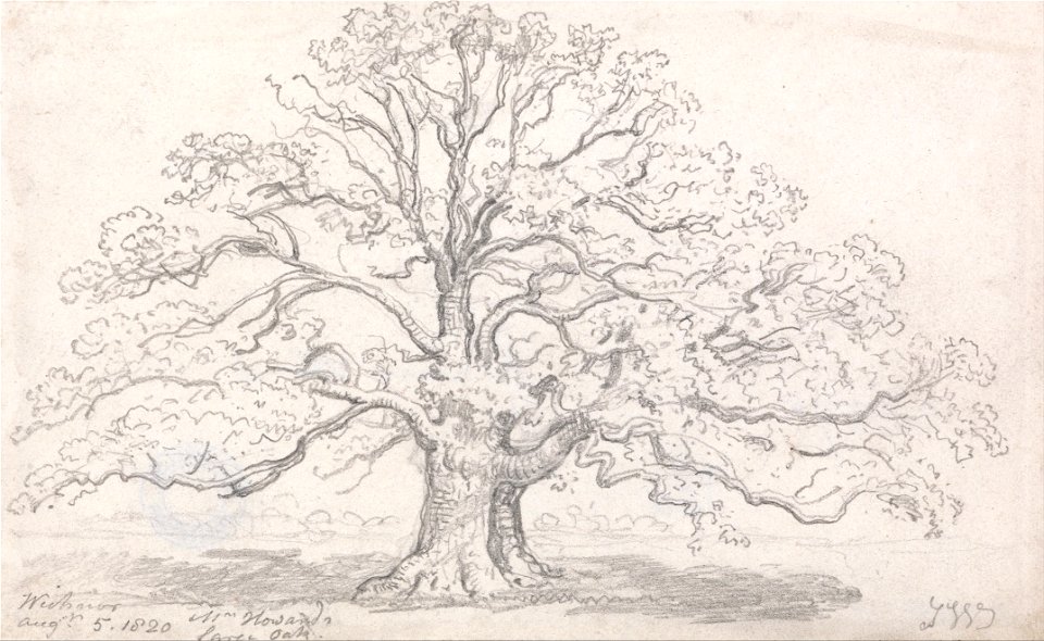 James Ward - Mr. Howard's Large Oak, August 5, 1820 - Google Art Project