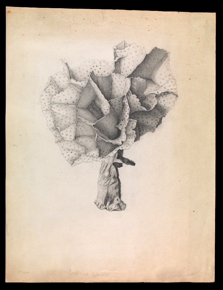 James Ripper - Lace Coral, Adeona cellulosa - Google Art Project