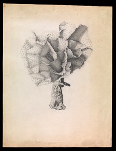 James Ripper - Lace Coral, Adeona cellulosa - Google Art Project