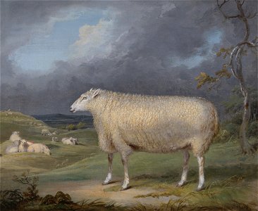 James Ward - A Border Leicester Ewe - Google Art Project. Free illustration for personal and commercial use.