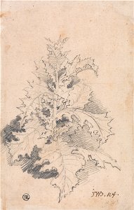 James Ward - Study of a Thistle - Google Art Project