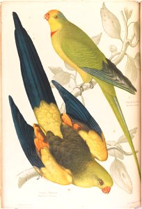 James Whitley Sayer - Black tailed Parrakeet, Polytelis melanura and Green Leek Parakeet, Polytelis barranandi - Google Art Project