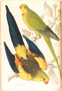 James Whitley Sayer - Black tailed Parrakeet, Polytelis melanura and Green Leek Parakeet, Polytelis barranandi - Google Art Project. Free illustration for personal and commercial use.