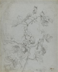 James Ward - Study of a Climbing Plant (Pumpkin Family) - Google Art Project