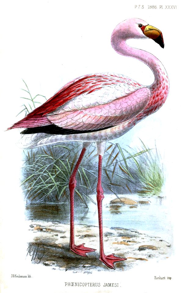 JamesFlamingoKeulemans