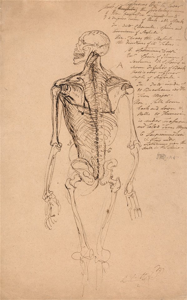 James Ward - Drawing of a Man's Skeleton - Google Art Project