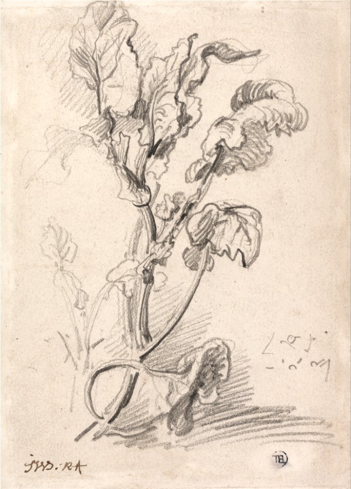James Ward - Plant Study - Google Art Project