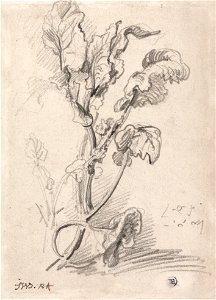 James Ward - Plant Study - Google Art Project