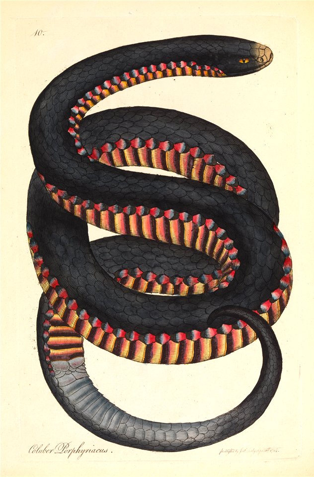 James Sowerby - Crimson-sided Snake, Coluber porphyriacus - Google Art Project